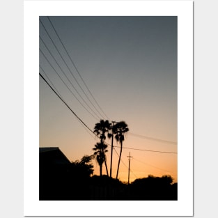Golden hour palm trees Posters and Art
